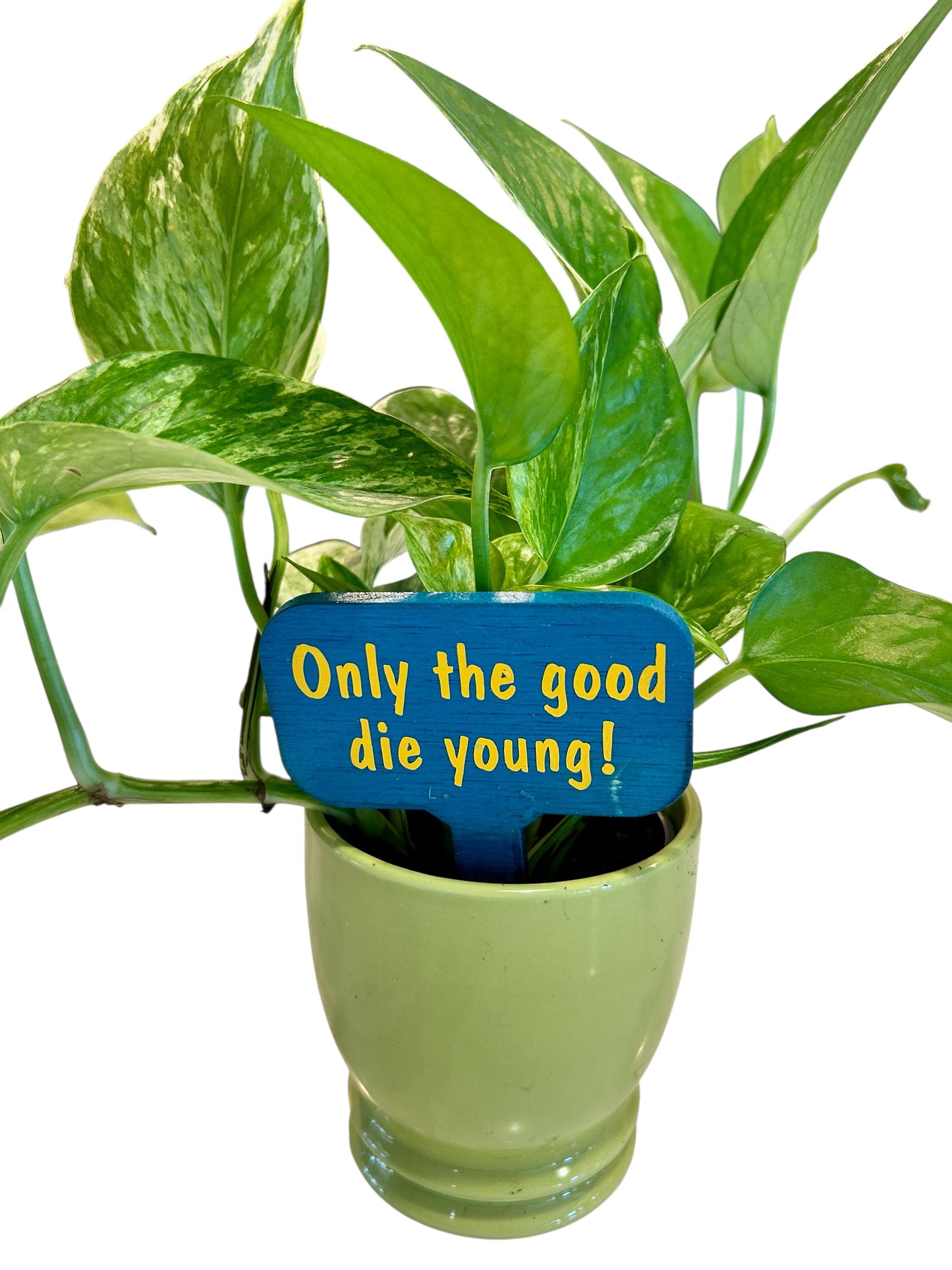 Wooden Plant Signs